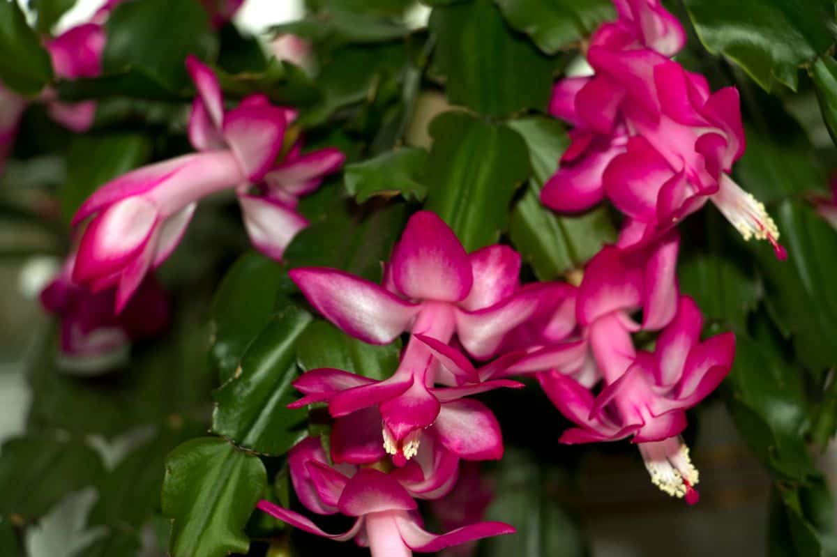 Flowering christmas cactus close-up.