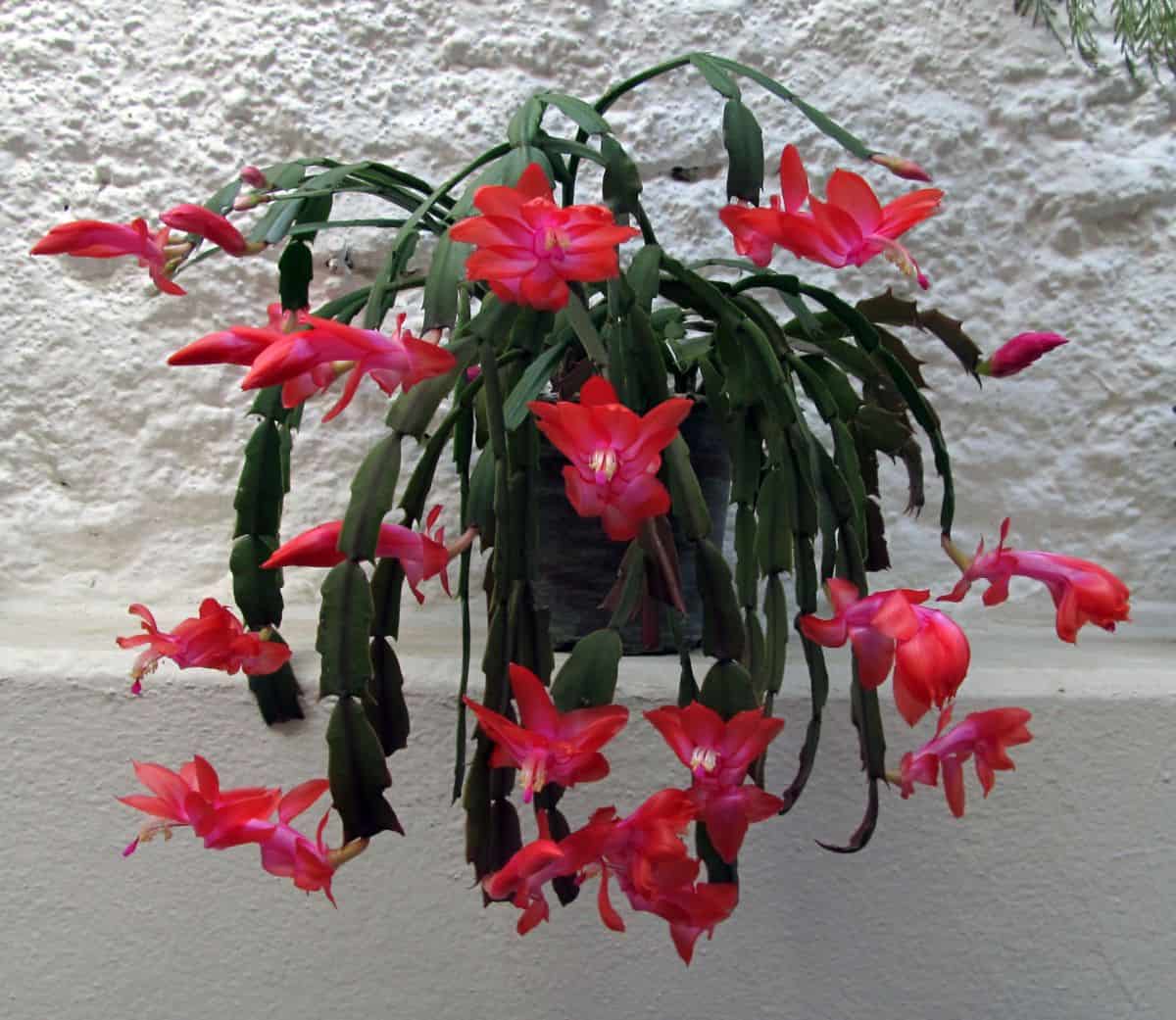 Blooming christmas cactus in a pot.