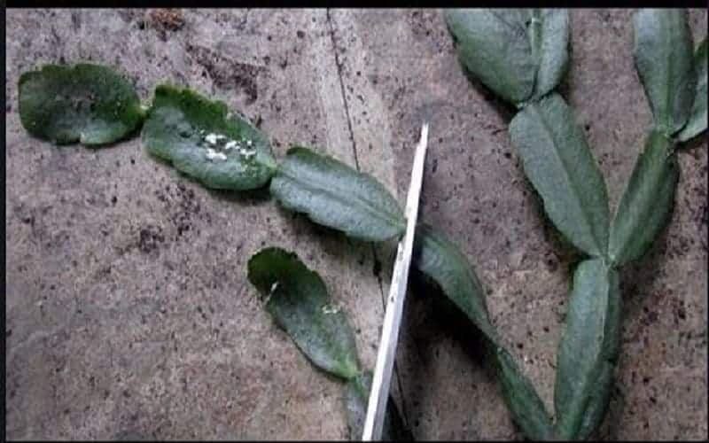 The Cactus is cut by scissors on the table.