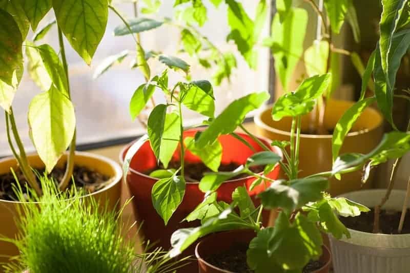 Plants in pots near a window.
