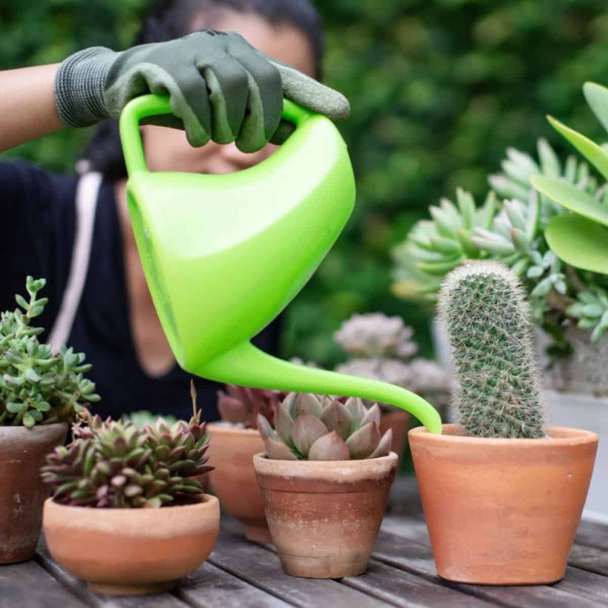 Woman watering succulents in pots with a green watering can..