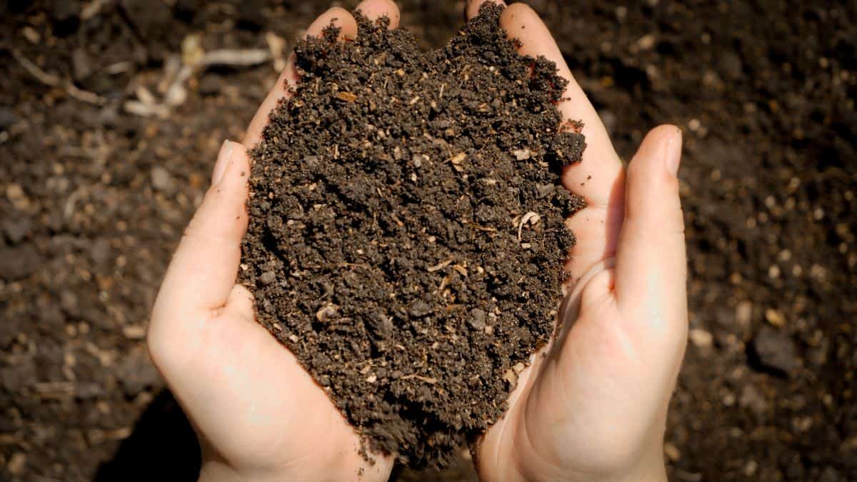 Hands holding dry soil.