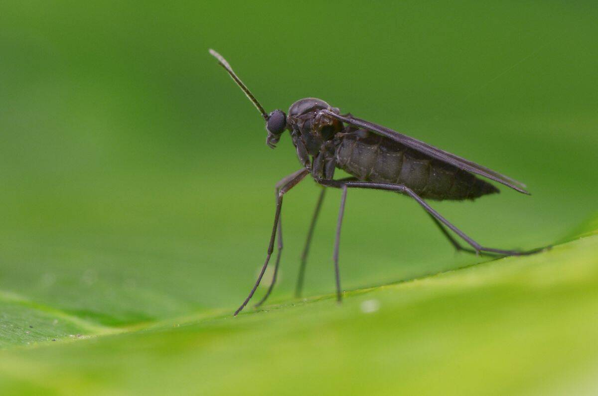 Fungus gnat on a leaf.