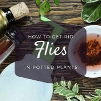 how to get rid of flies in potted plants