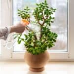 Hand spraying potted succulent near a window.