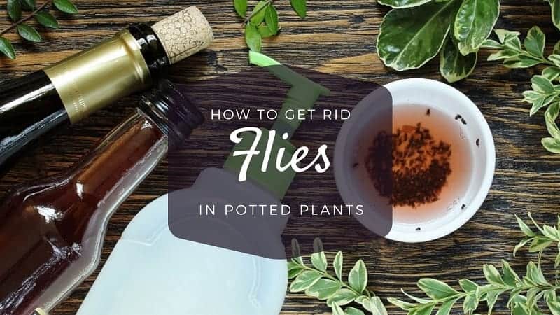 how to get rid of flies in potted plants naturally home