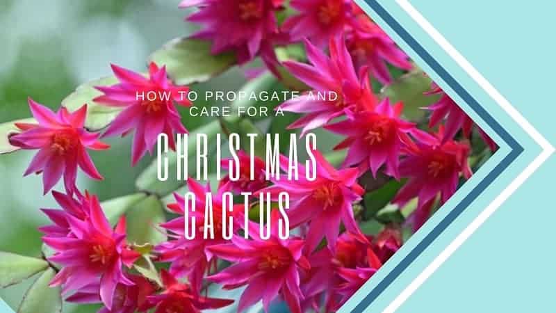 How to Propagate a Christmas Cactus & Take Care of It?
