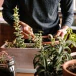 Man taking care of succulents in pot indoors.