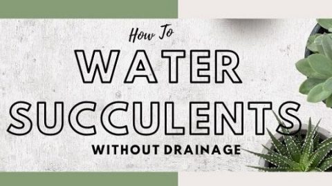 how to water succulents without drainage