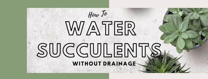 Do Succulents Need Drainage? – How Water Them Correctly
