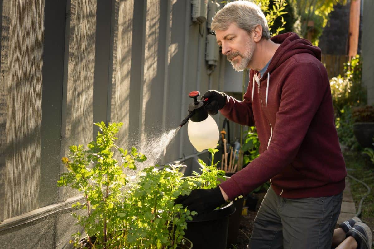 Man spraying plants with insecticidal soap.