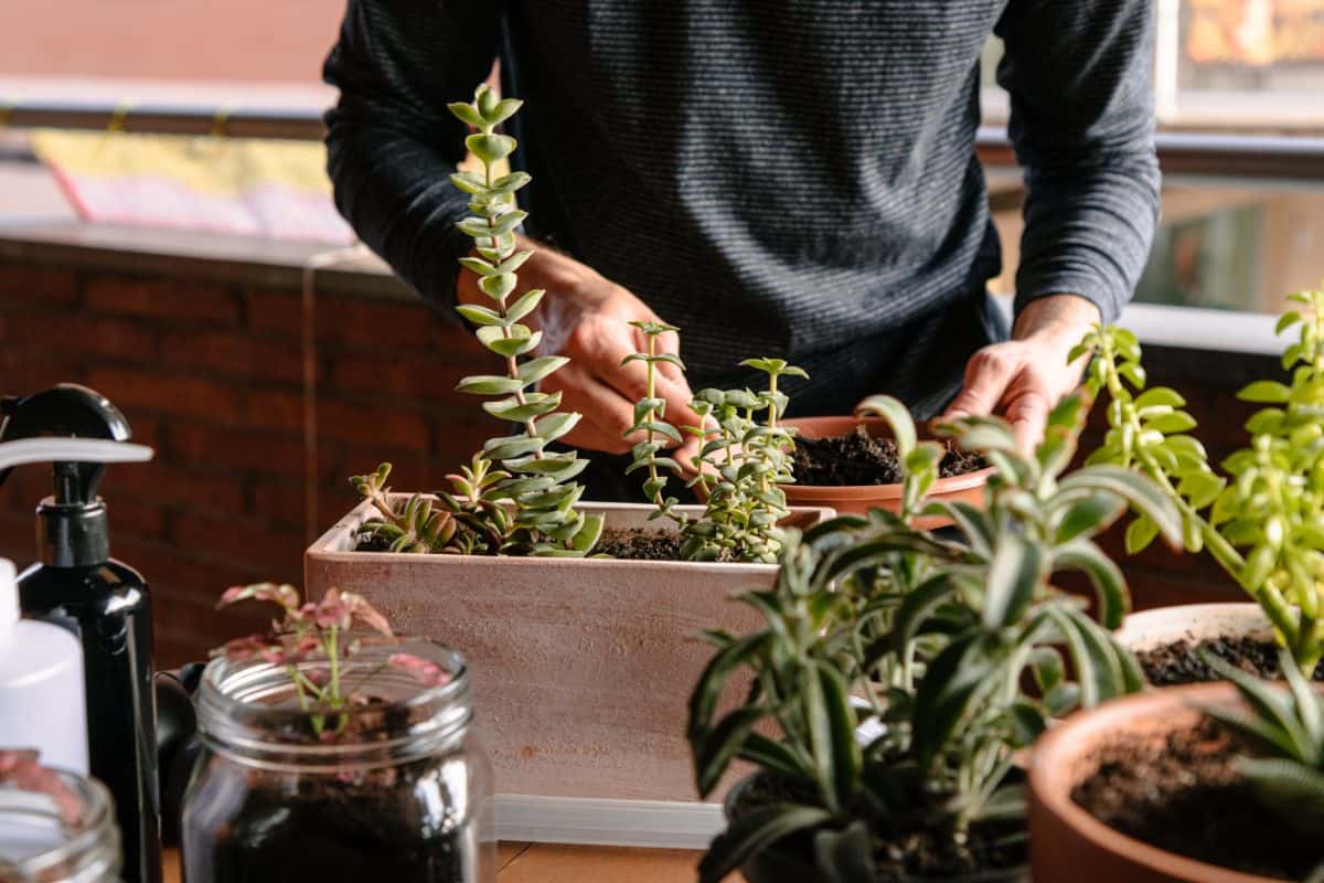 Man taking care of succulents in pots indoors.