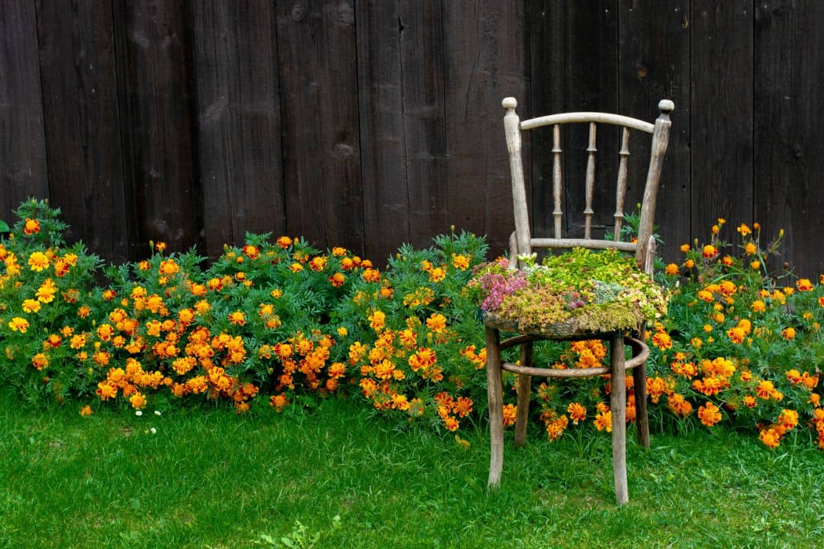 Old chair used as a planter in the garden.