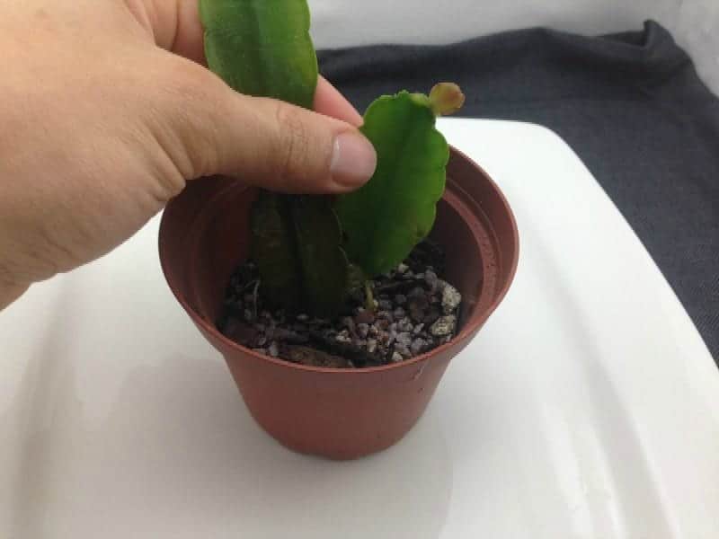 Hand holding a Christmas cactus in a pot.