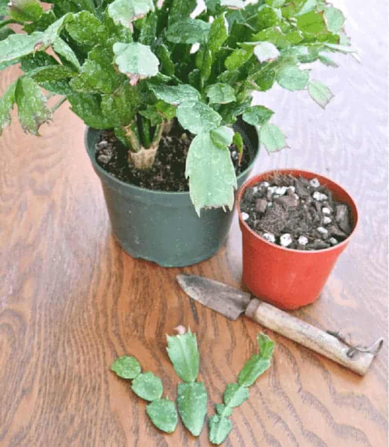 Christmas cactus, pot with soil, garden tool and stem cutting on the table.