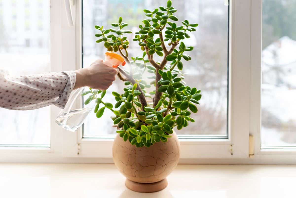 Hand spraying potted succulent near a window.