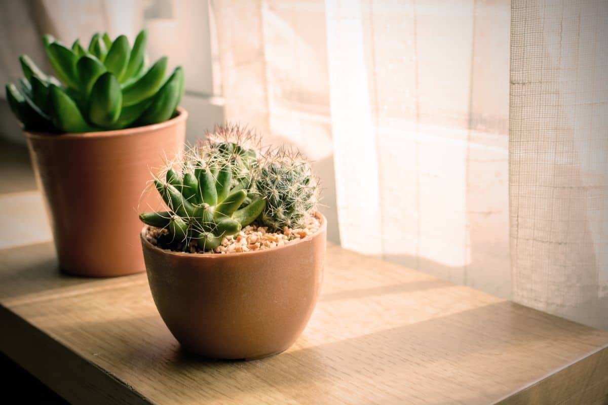 Succulents in pots near a window.