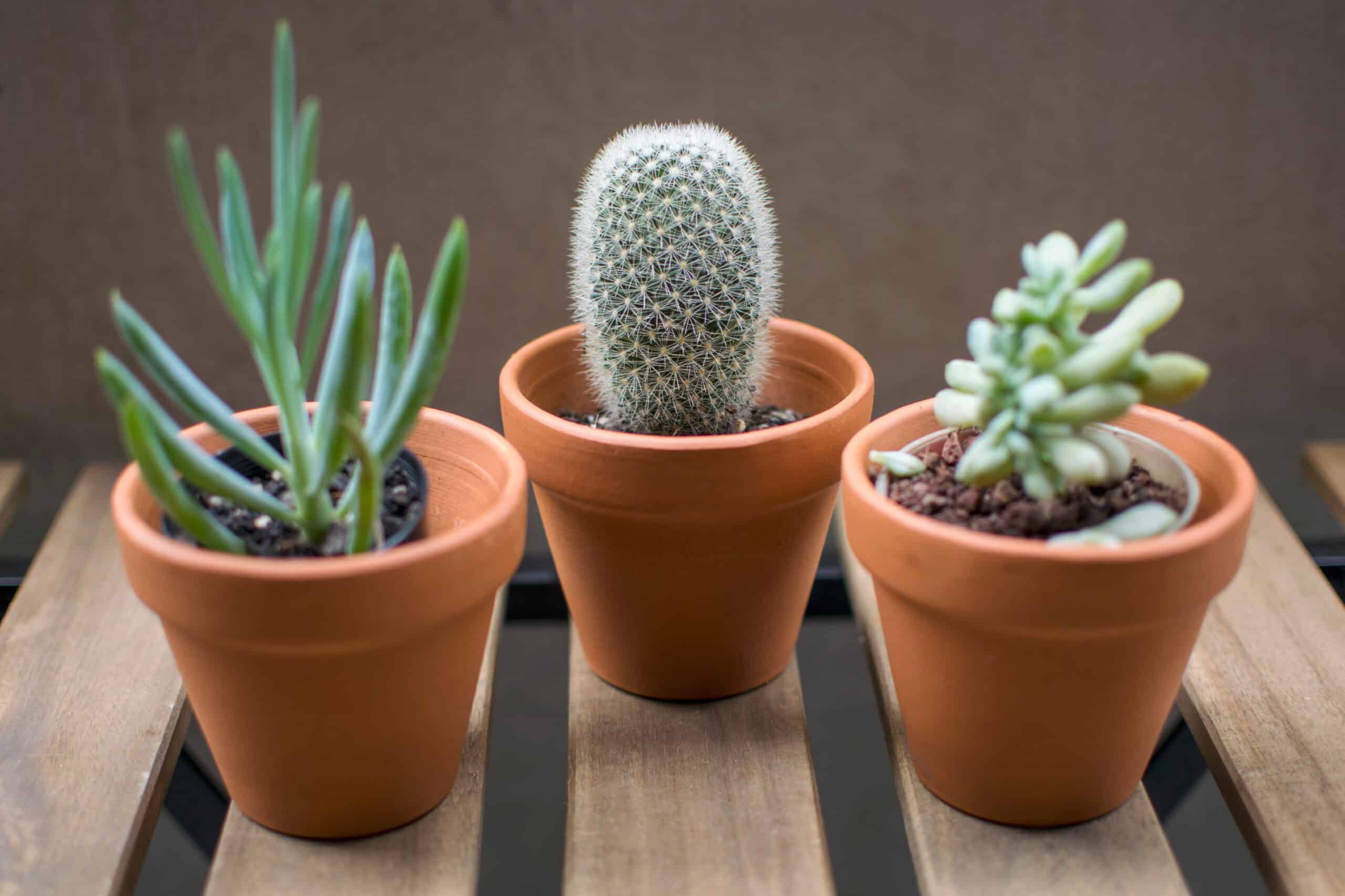 Succulents in terracotta pots.