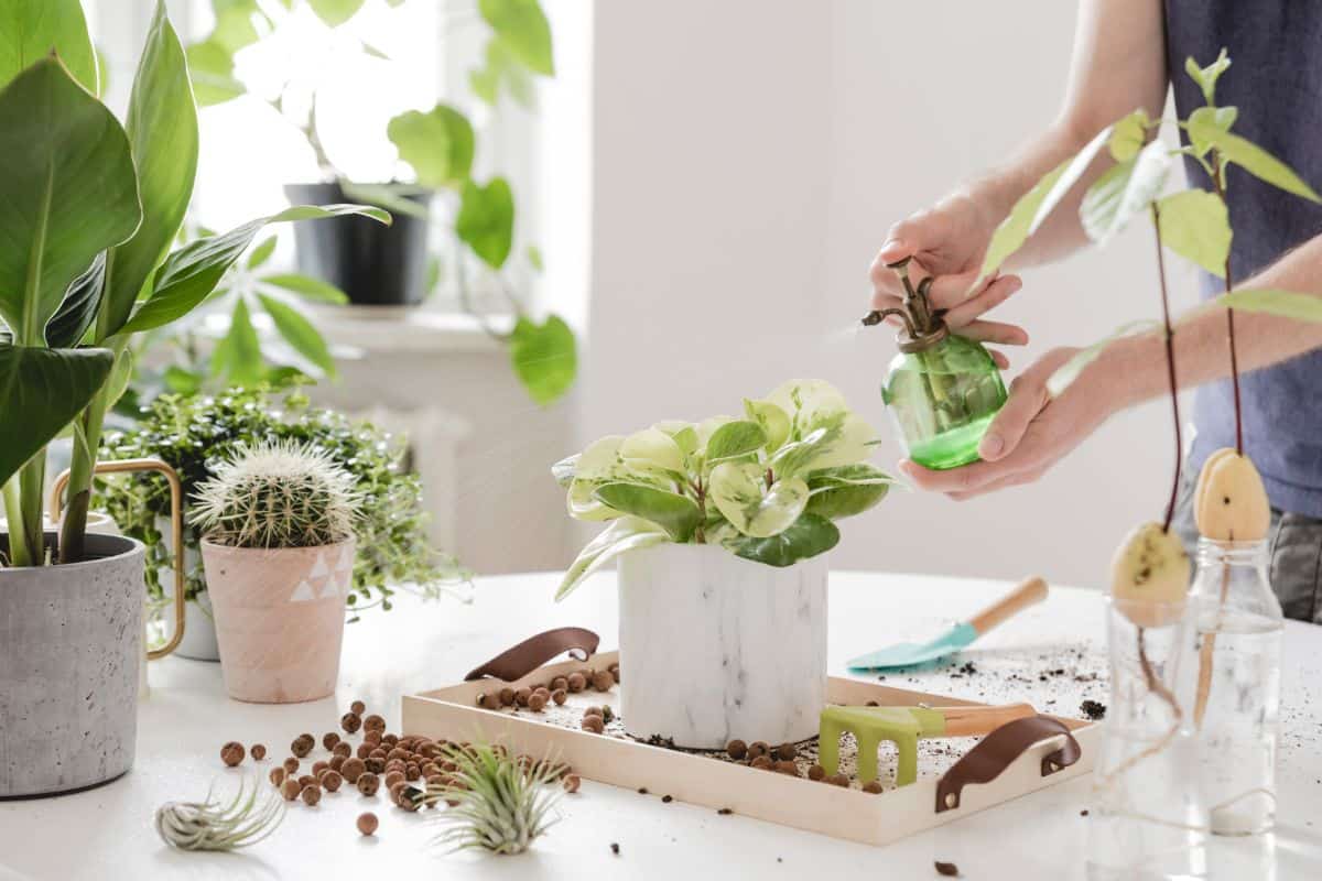 Man taking care of succulents in pots indoors.