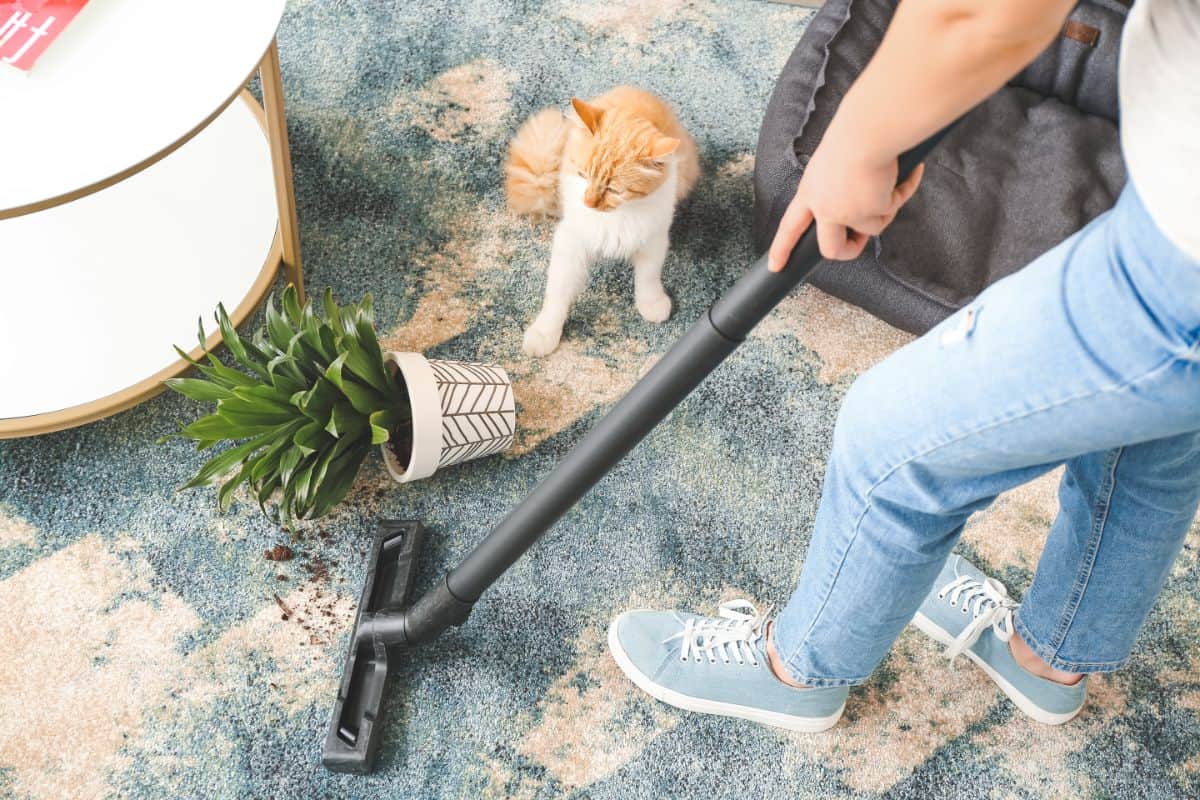 The owner vacuum spilled plant soil on the carpet.