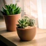 Succulents in pots near a window.