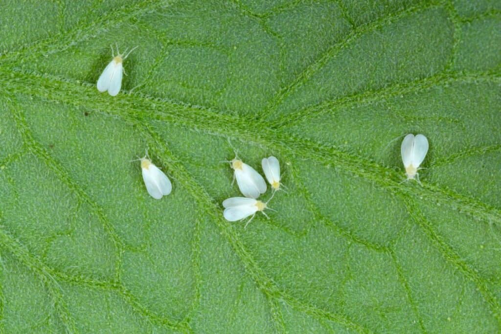 How To Get Rid of Flies in Potted Plants No Nasty Pesticides