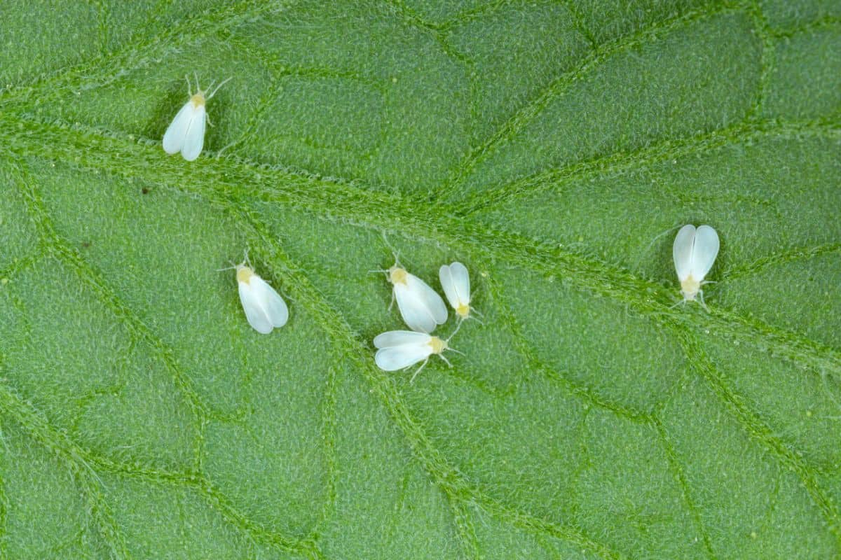 Whiteflies on a leaf.