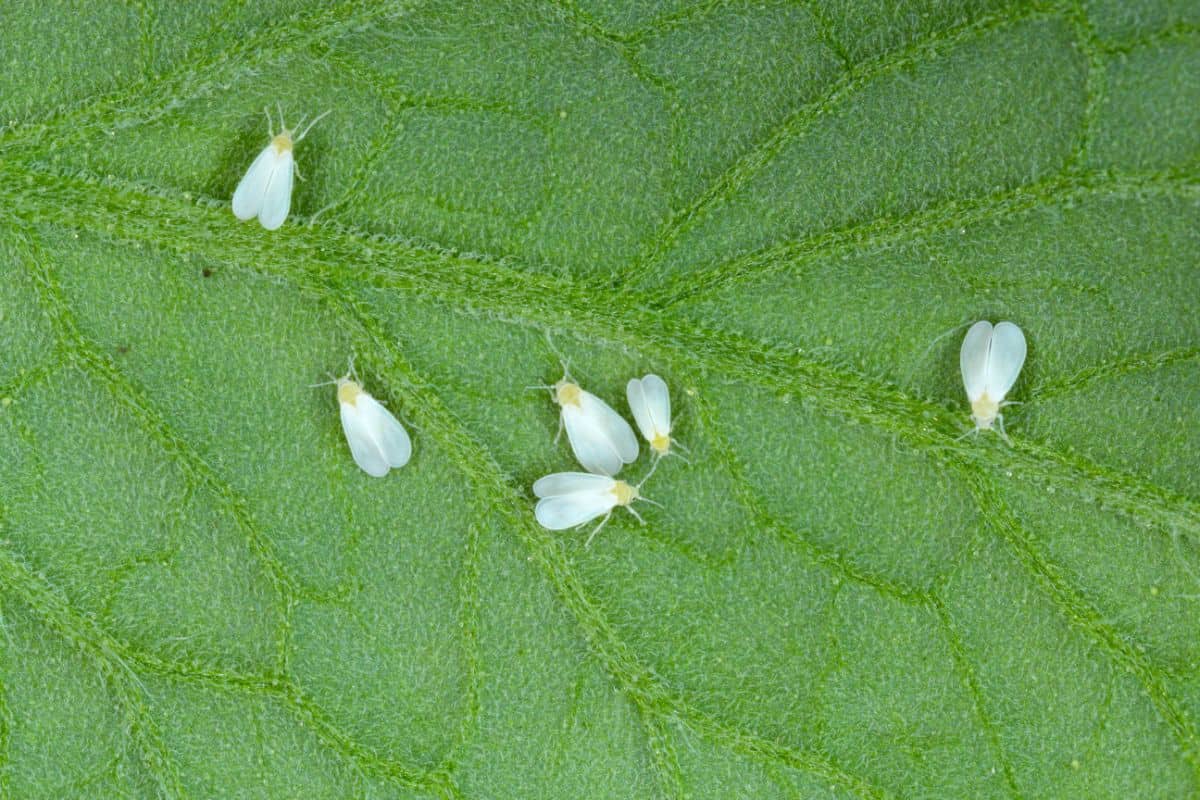 Whiteflies on a leaf.