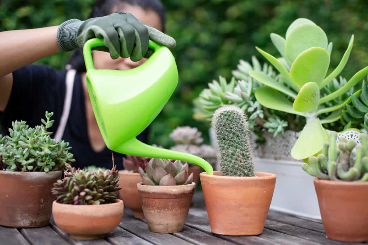 Woman watering succulents in pots with a green watering can.