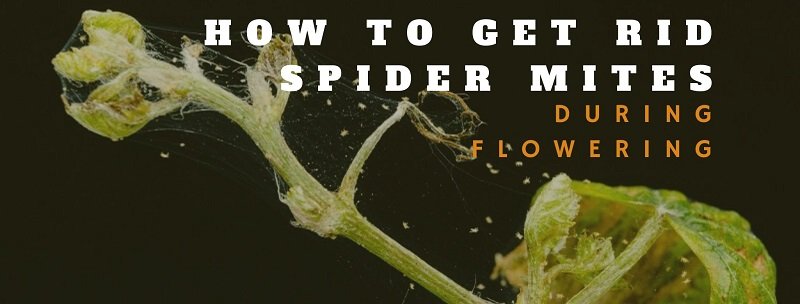 How to Get Rid of Spider Mites During Flowering