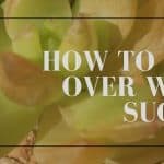 How to SaveHow to Save an Over Watered Succulent an Over Watered Succulent