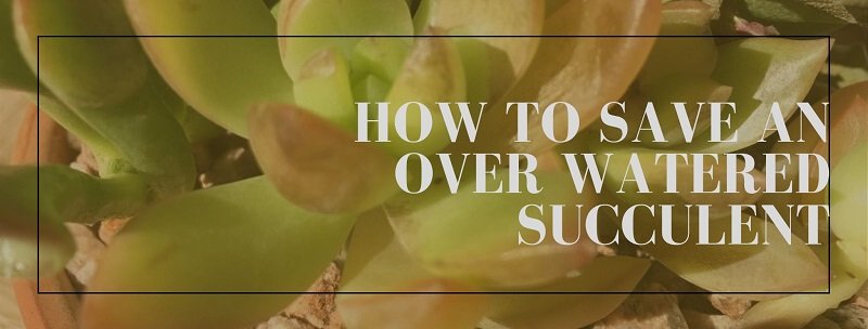 How to Save an Over Watered Succulent