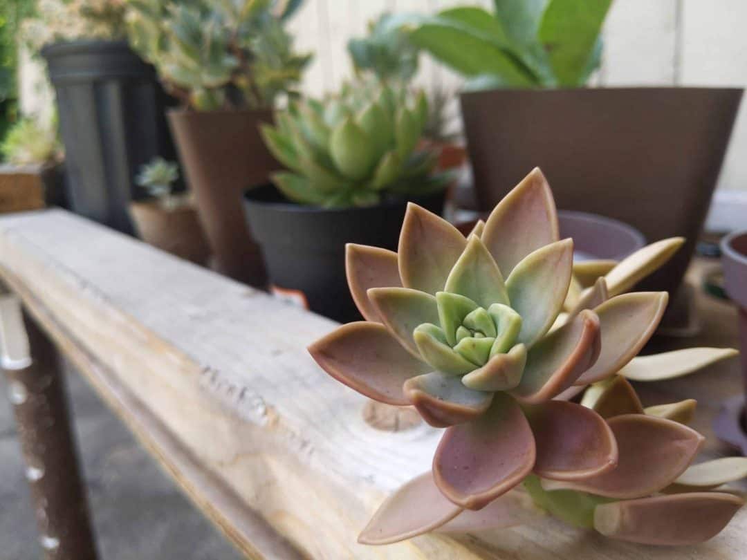 7 Best Places to Buy Succulents Online in April 2022