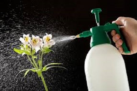 Hand holding plastic sprayer and spraying flower of a plant.