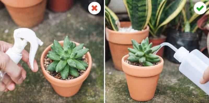 Two images of correct and incorrect watering techniques.