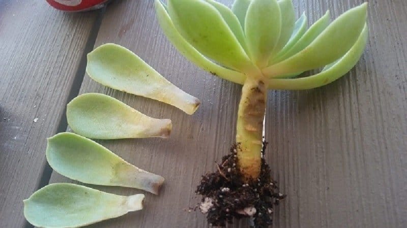 Overwatered succulent plant with fallen leaves on a wooden table.
