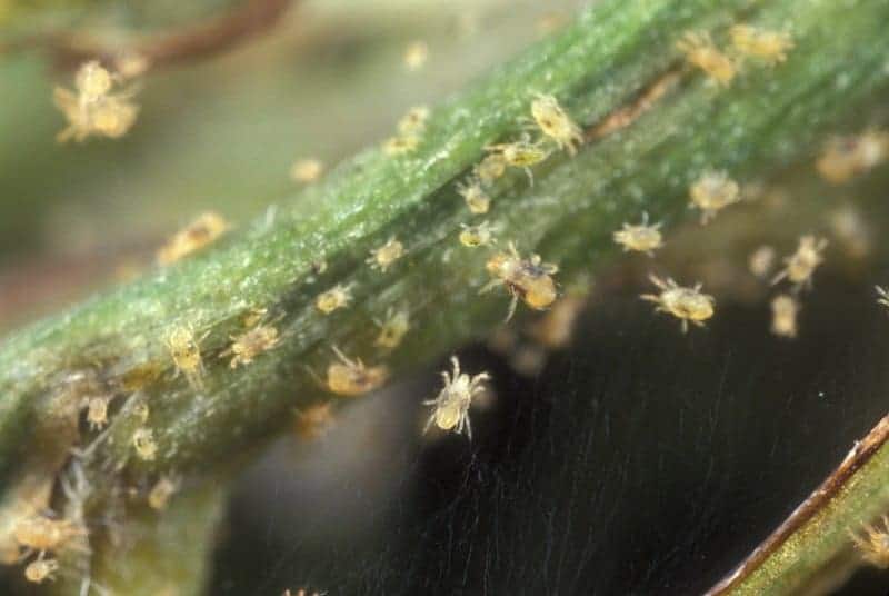 White mites on a plant stem close-up.

