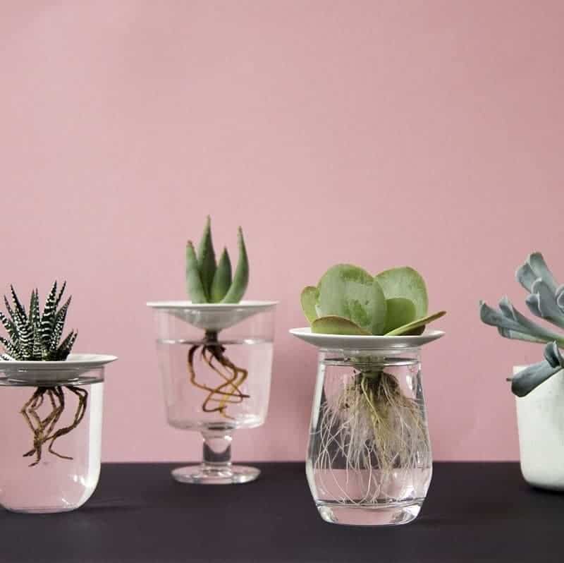 Young succulents in glass jars with water.