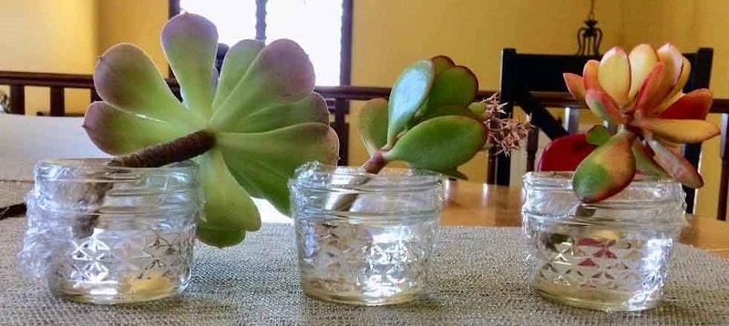 Succulent stem in glass jars with water.