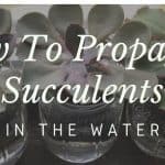 how to propagate succulents in water