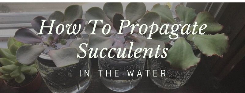 Water Propagation for Succulents – How to Avoid Root Rot Guide