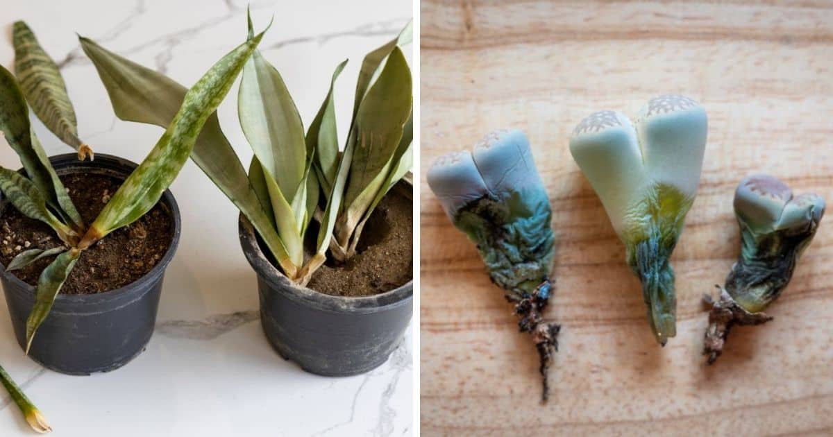 How to Save an Overwatered Succulent - All You Need to Know