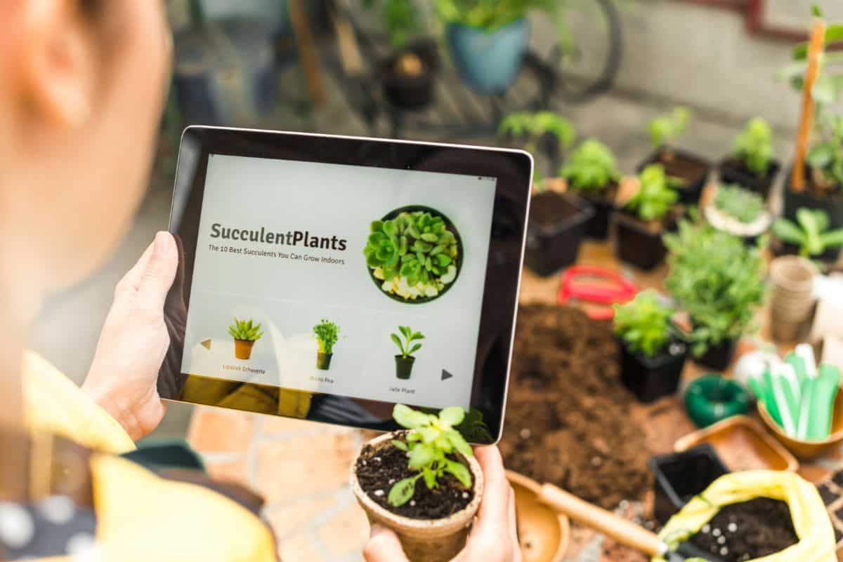 Man holding tablet, online succulent buying concept.