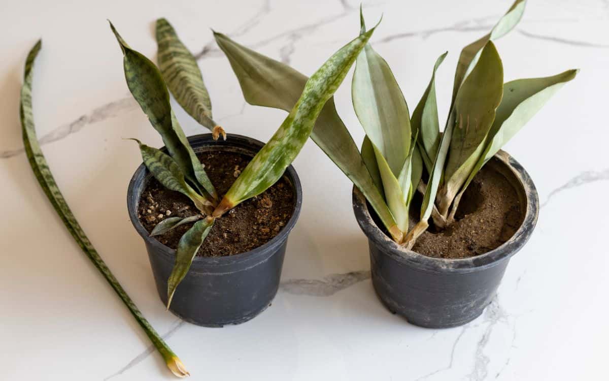 Overwatered snake plant succulents in black pots.