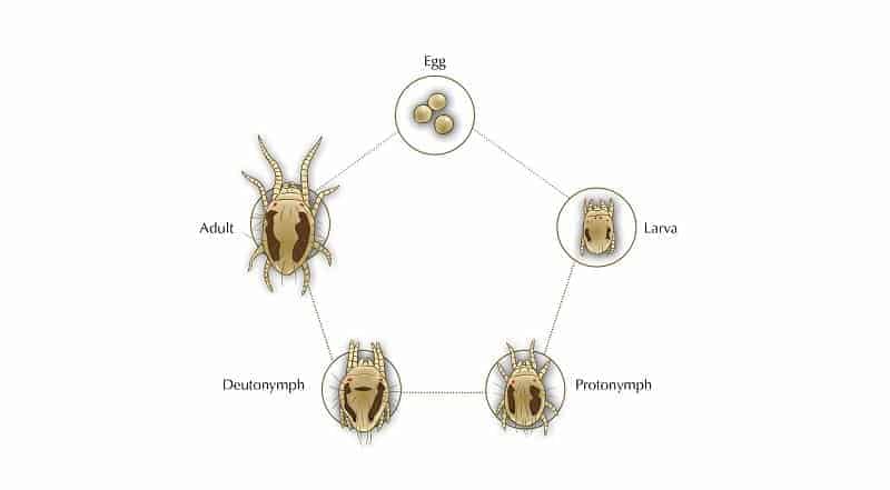 Life cycle of a white mite.