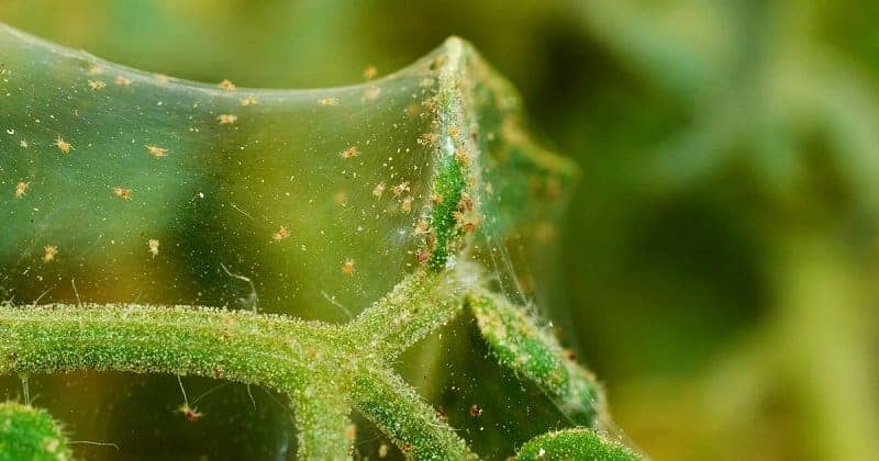 White mites on a plant stem close-up.