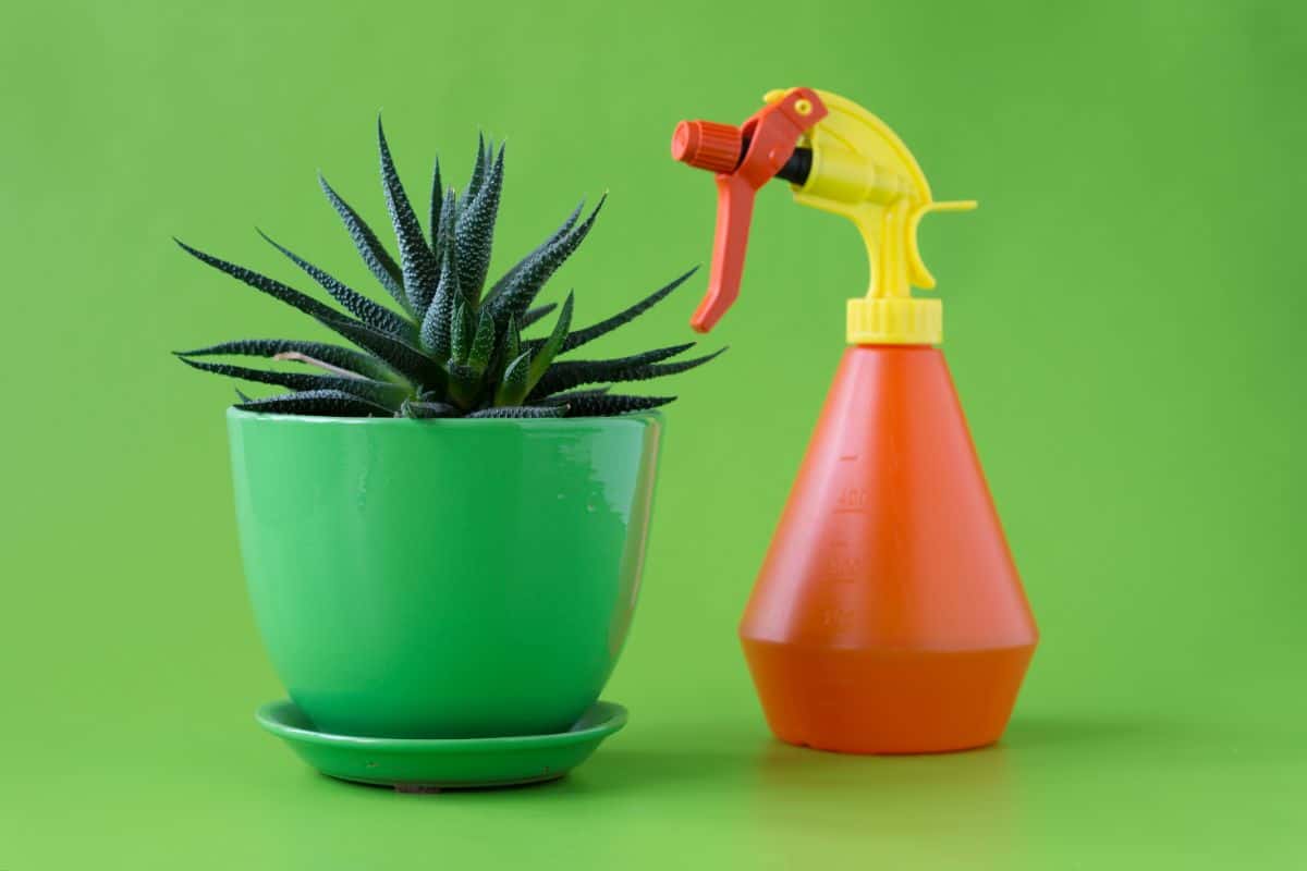 Plastic sprayer next to a succulent in a pot on a green background.