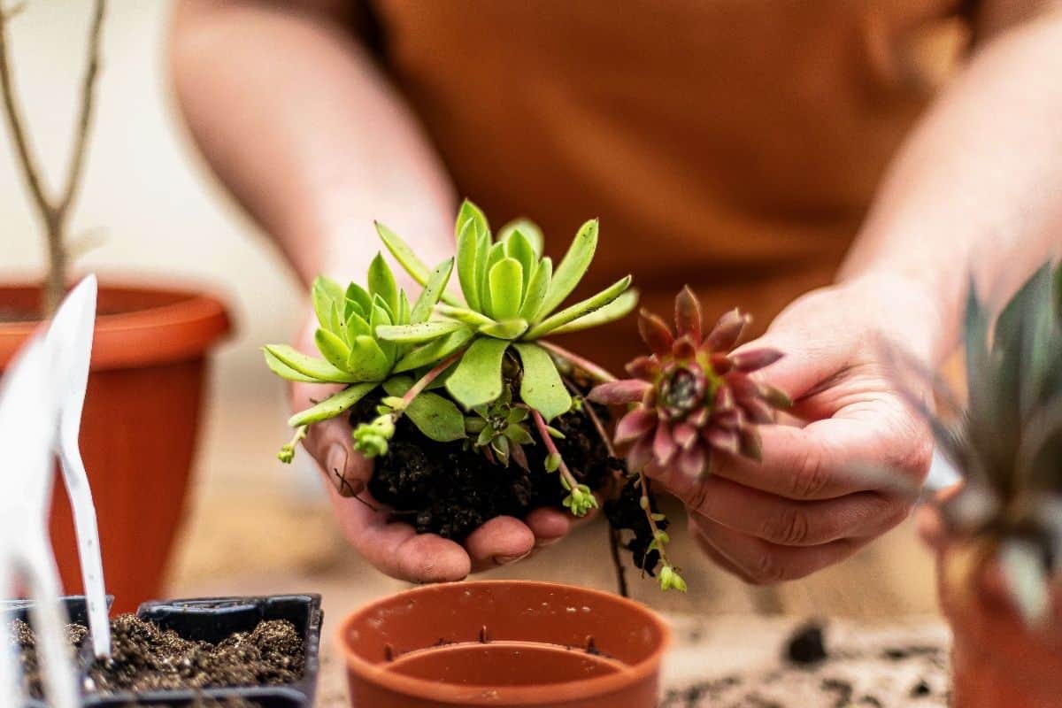 Woman holding young succulents over an empty pot.