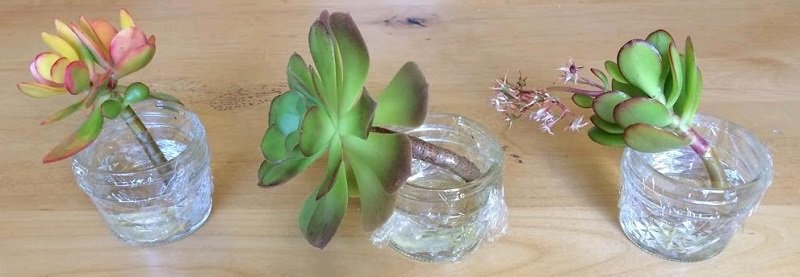 Succulent stems in glass jars with water.