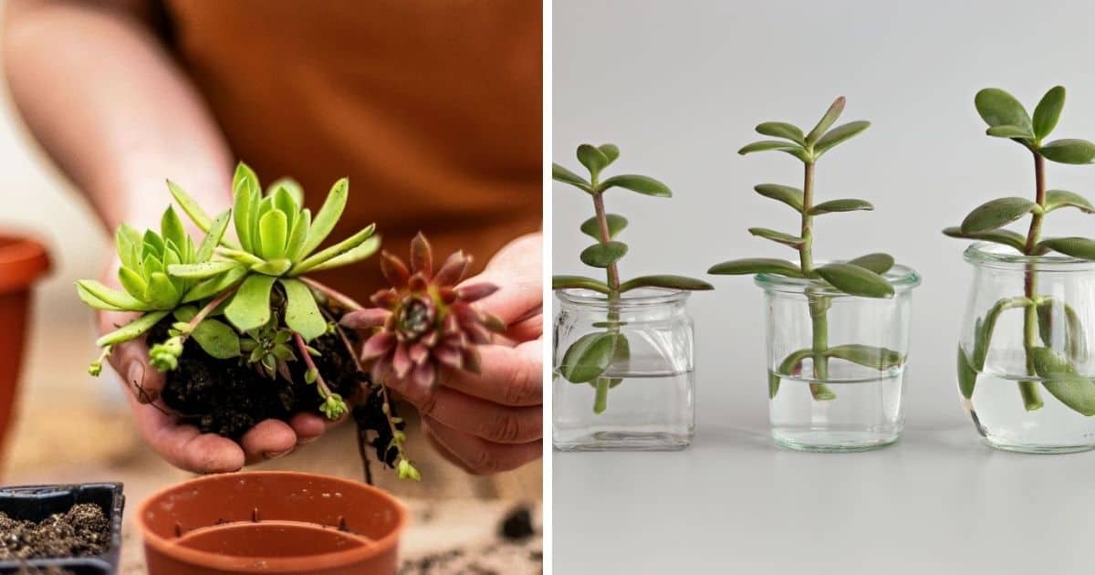 Water Propagation for Succulents - How to Avoid Root Rot Guide